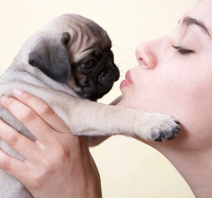 Pug Puppies