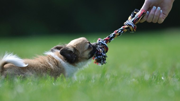 Tug Of War