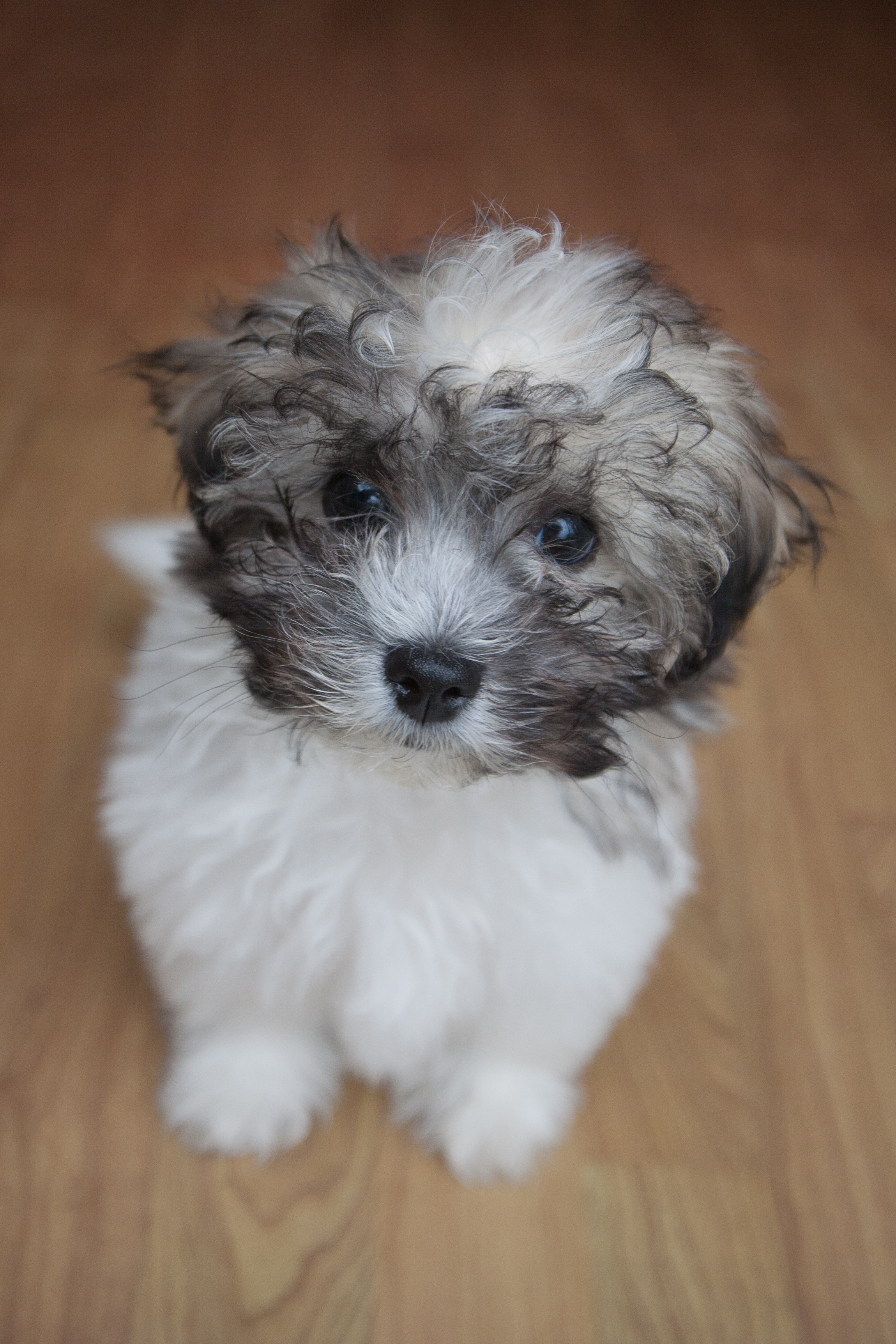 Shichon Mixed Dog Breed Pictures