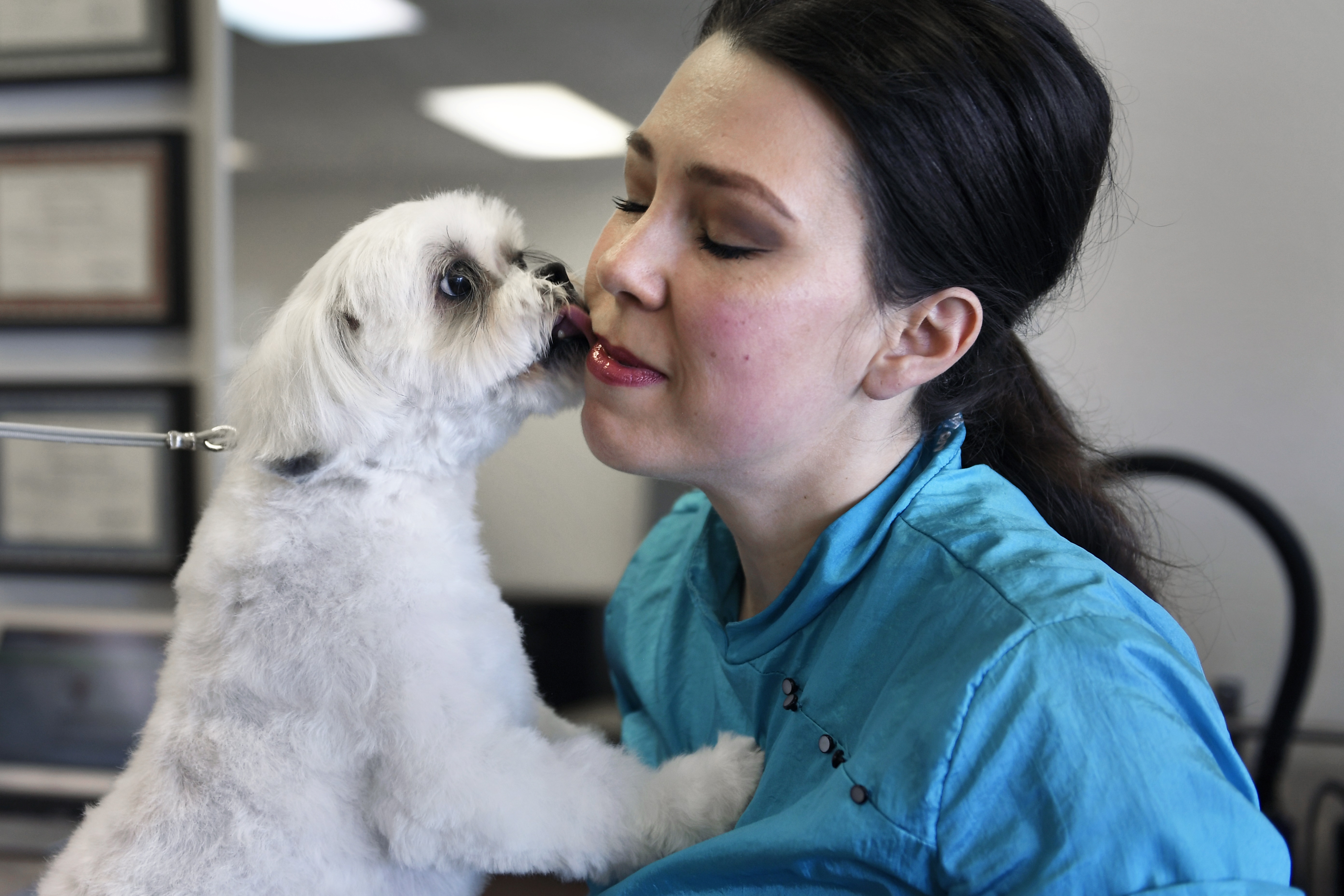 Shichon Mixed Dog Breed Pictures