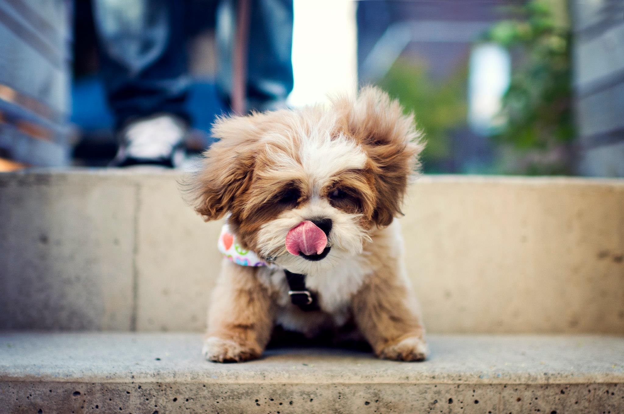 Shichon Mixed Dog Breed Pictures