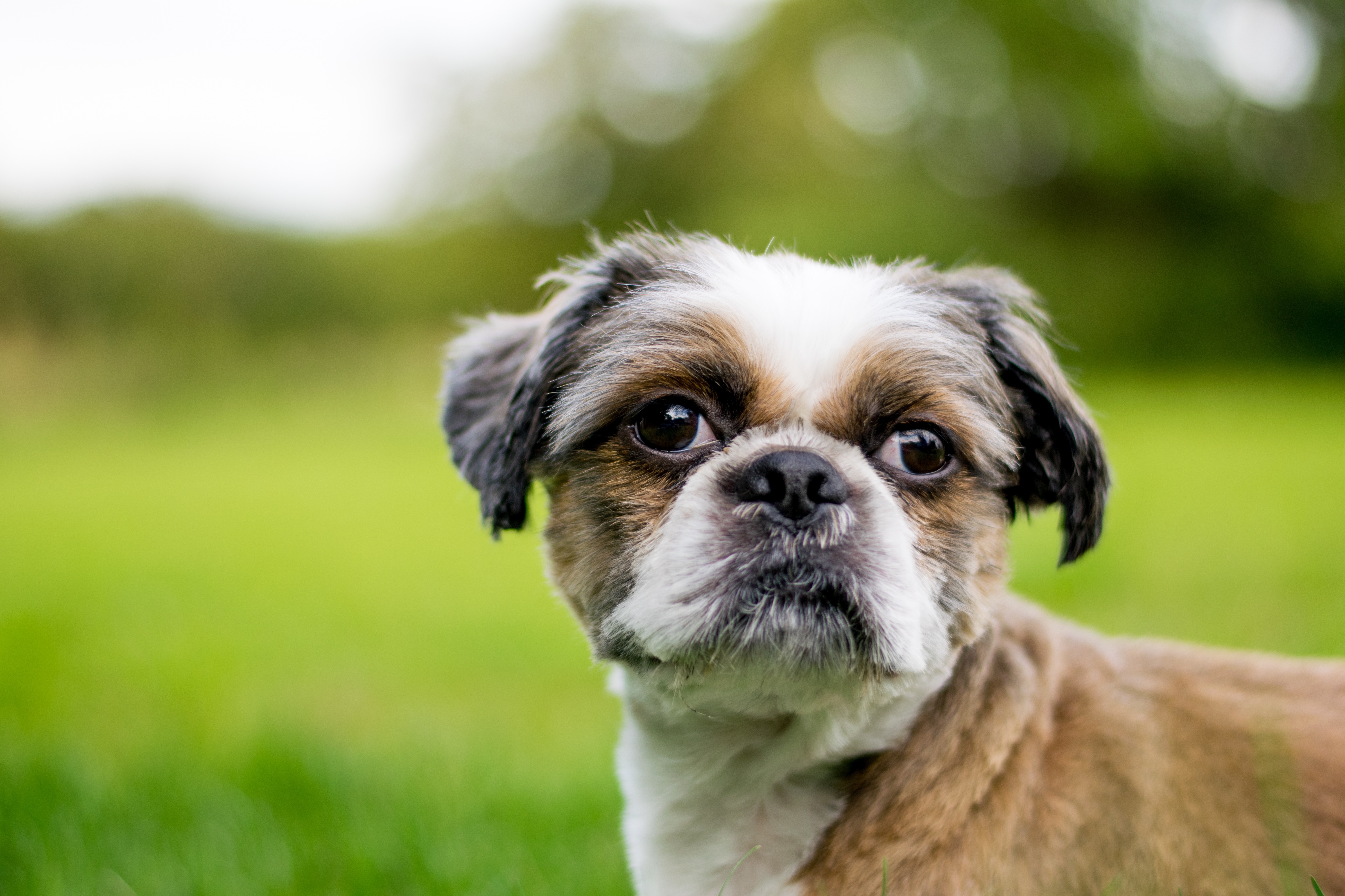 Shichon Mixed Dog Breed Pictures