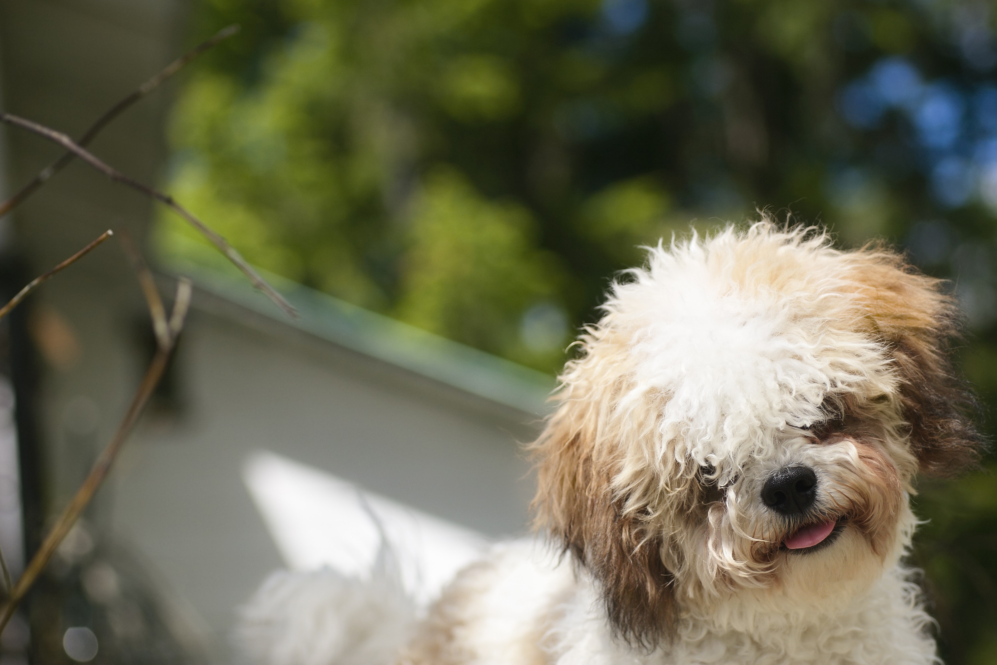 Shichon Mixed Dog Breed Pictures