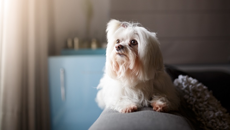 Lhasa Apso