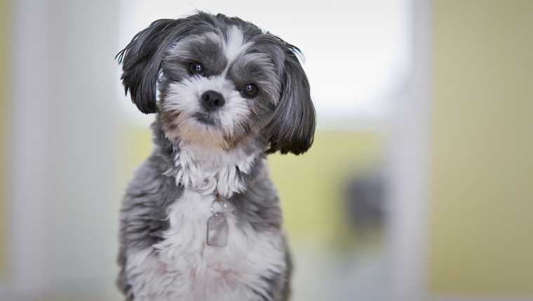 Maltese Shih Tzu