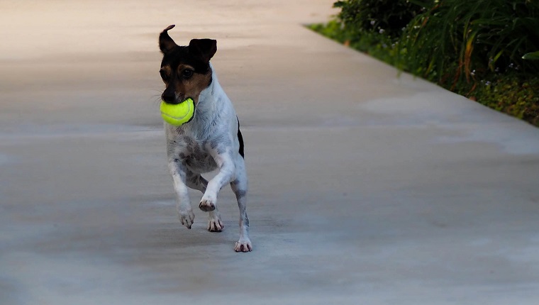 Rat Terrier