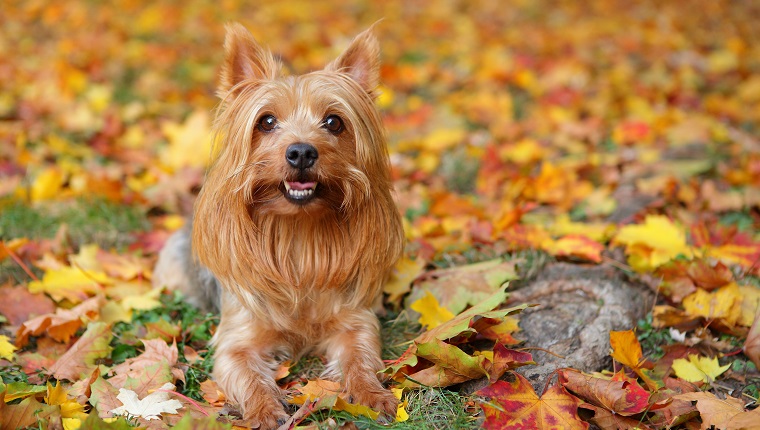 Silky Terrier