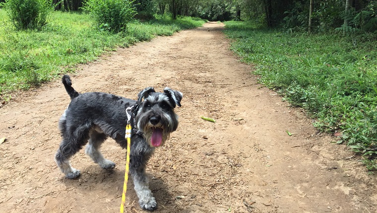 Miniature Schnauzer