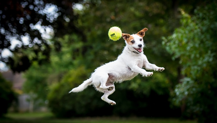 Jack Russell Terrier