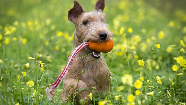 Lakeland Terrier