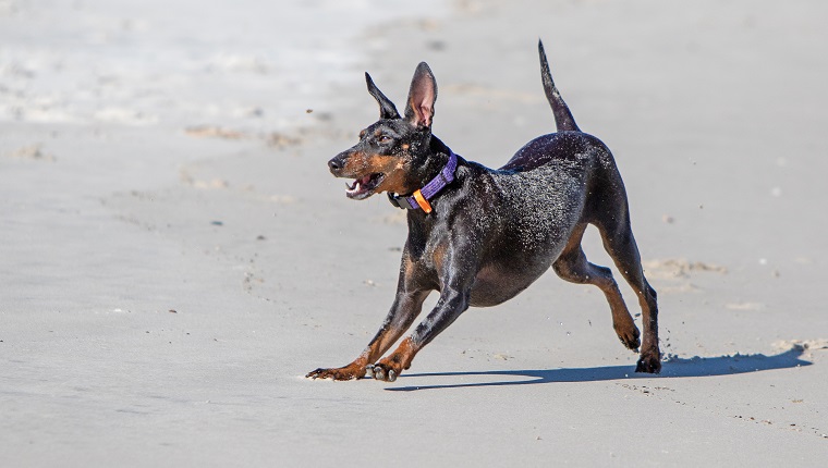 Manchester Terrier