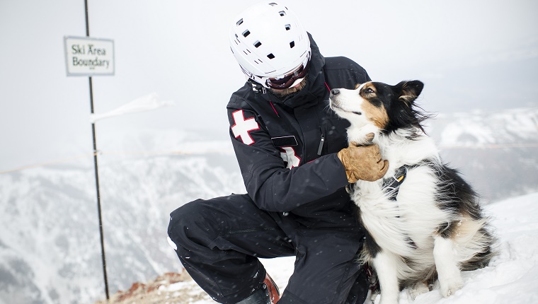 1. Border Collie