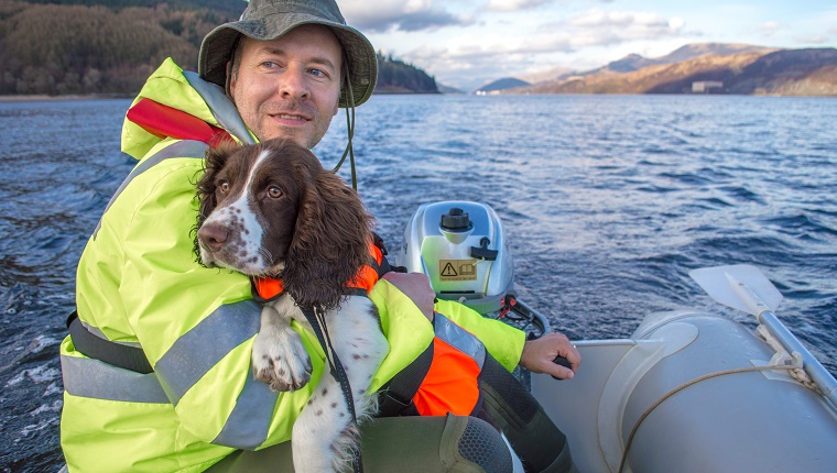 13. English Springer Spaniel