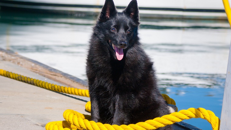 15 (Tied). Schipperke