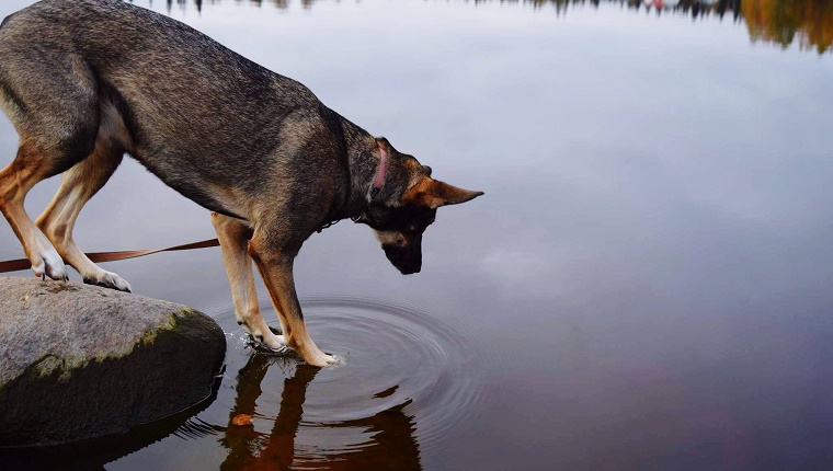 27 (Tied). Belgian Malinois