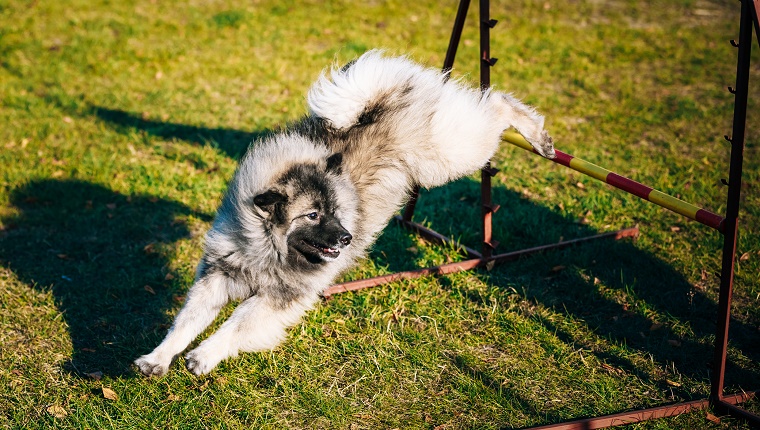 17 (Tied). Keeshond