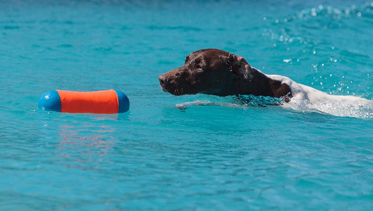 19. German Short-Haired pointer 