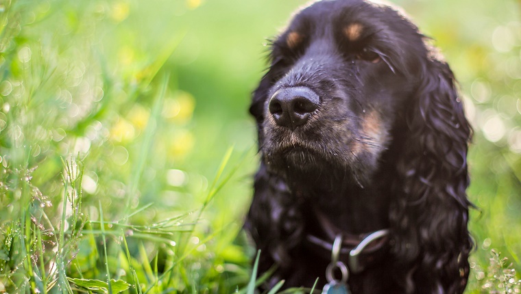 20 (Tied). English Cocker Spaniel