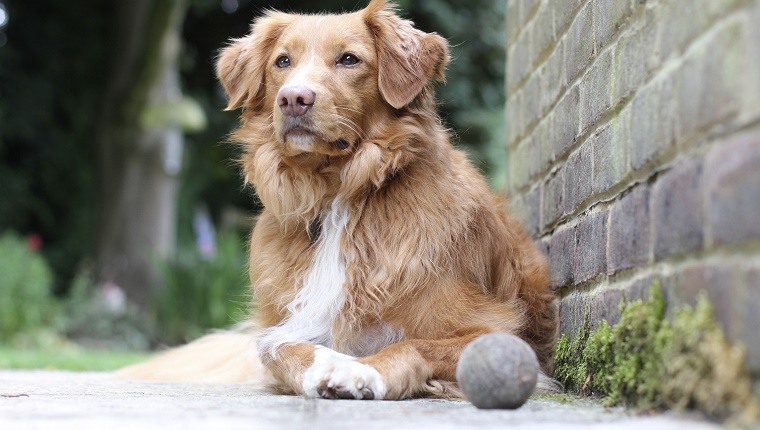 24 (Tied). Nova Scotia Duck Tolling Retriever