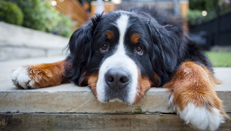 27 (Tied). Bernese Mountain Dog