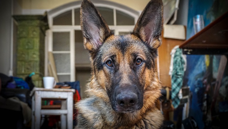 3. German Shepherd