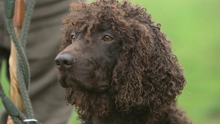 30. Irish Water Spaniel