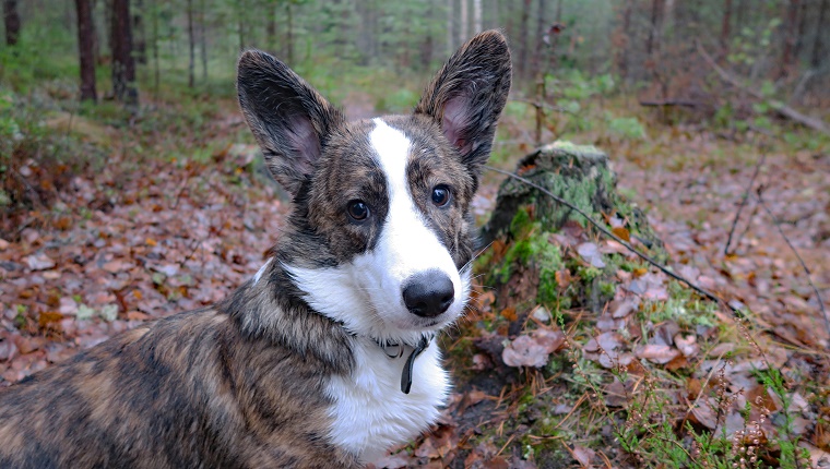 32. Cardigan Welsh corgi