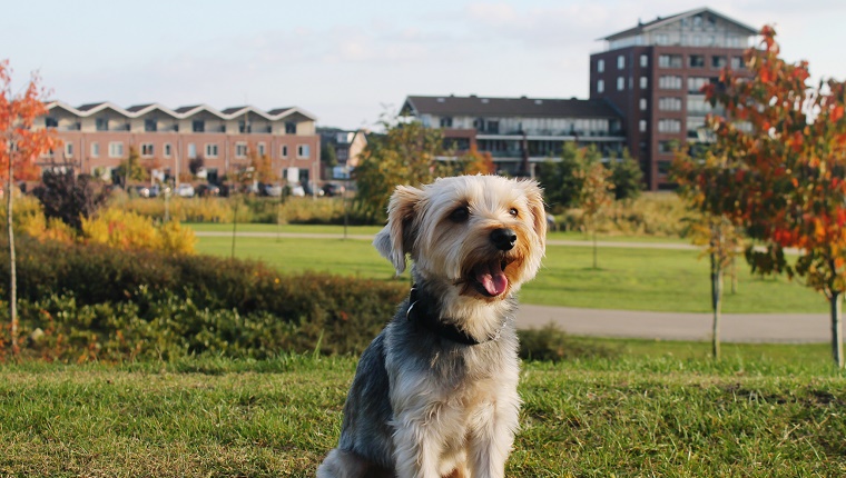 33 (Tied). Yorkshire Terrier