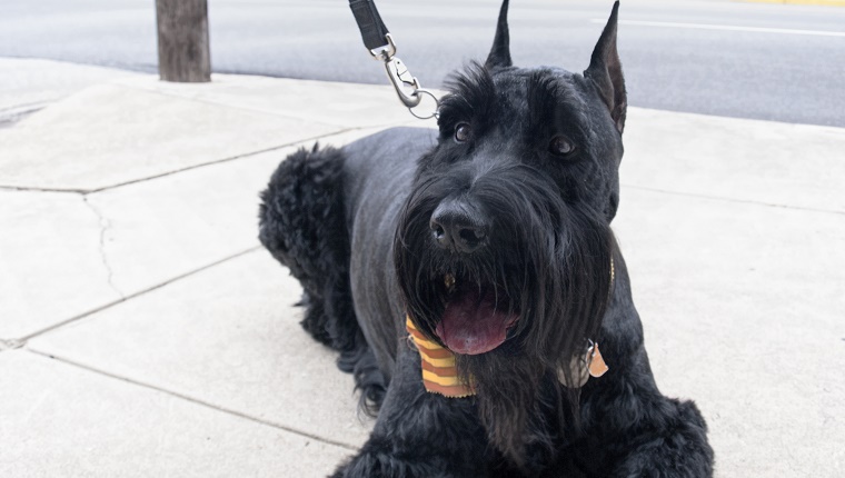 36 (Tied). Giant Schnauzer