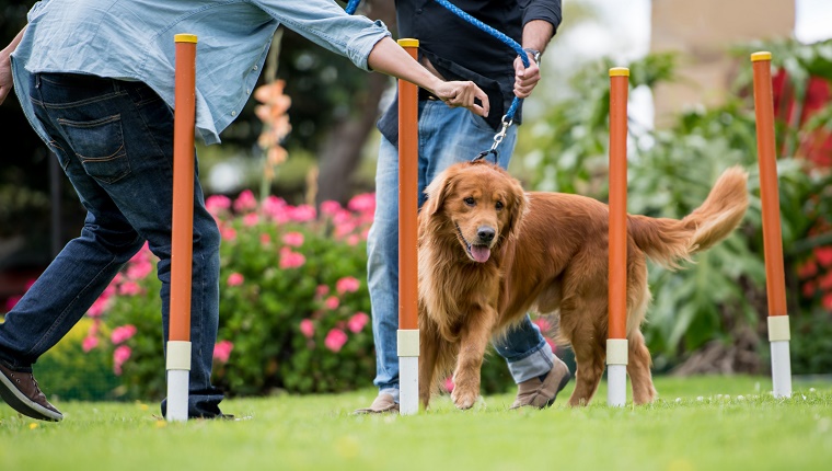 4. Golden Retriever