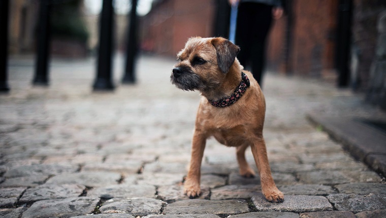 40 (Tied). Border Terrier