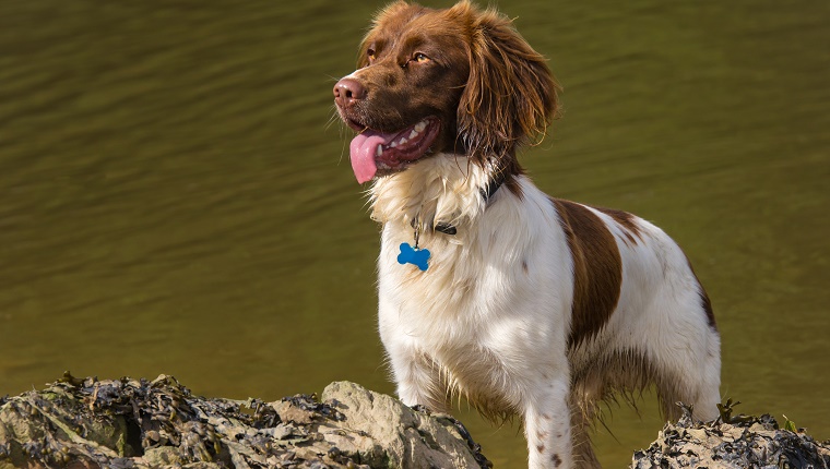 42. Welsh Springer Spaniel