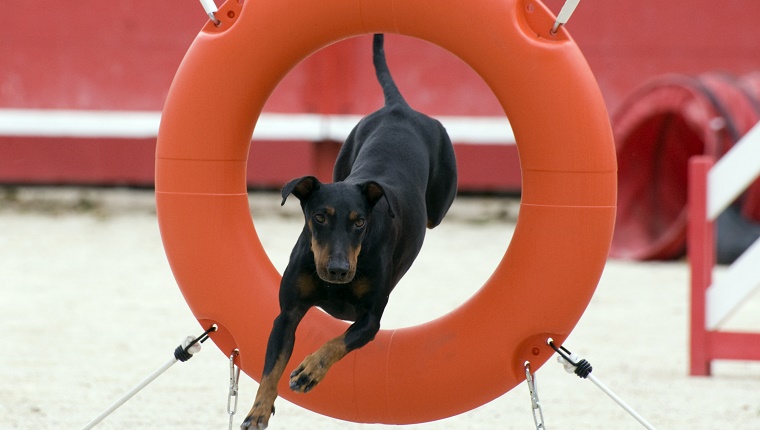 43. Manchester Terrier