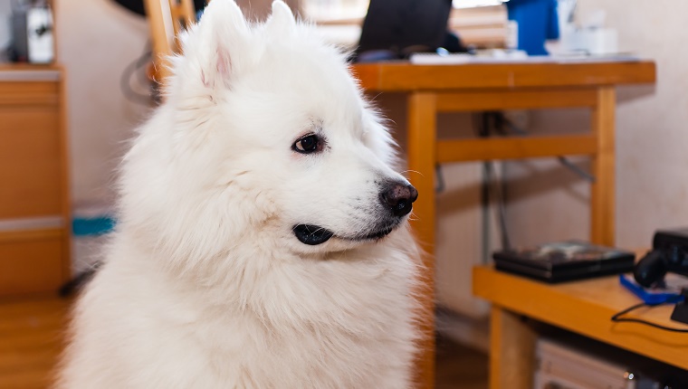 44. Samoyed