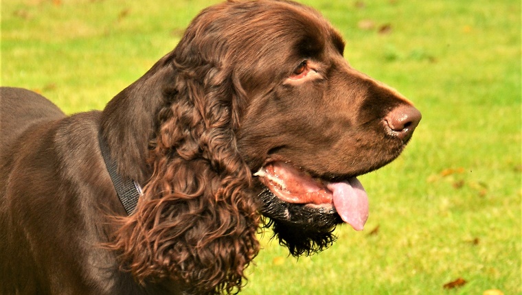 45 (Tied). Field Spaniel