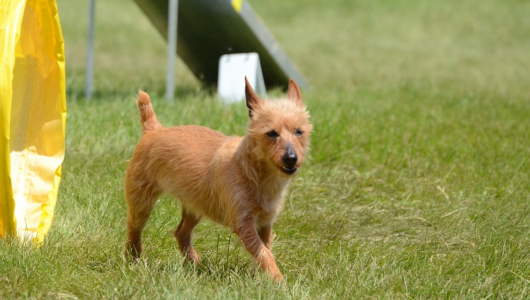 45 (Tied). Australian Terrier