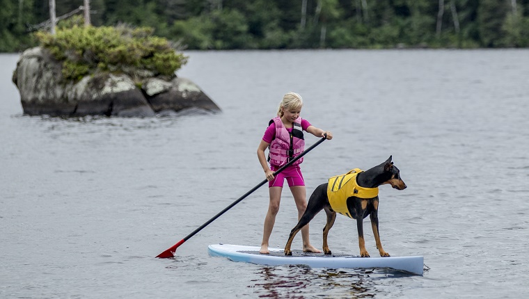 5. Doberman Pinscher 