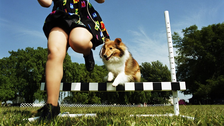 6. Shetland Sheepdog