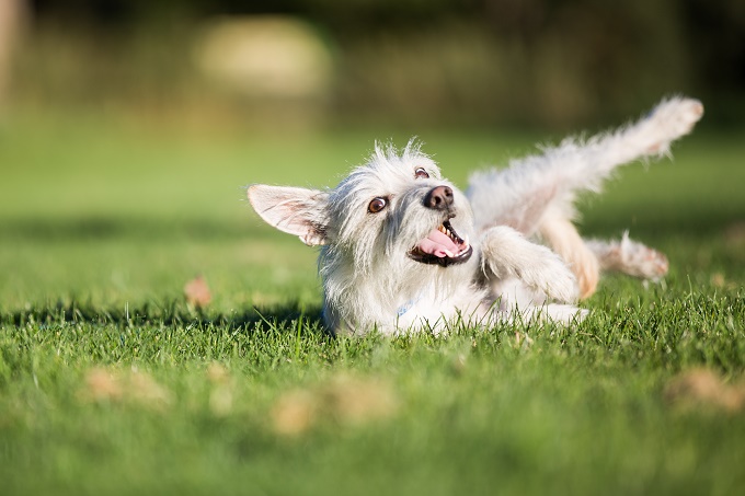 I just adore grass!