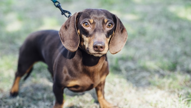 Dachshund