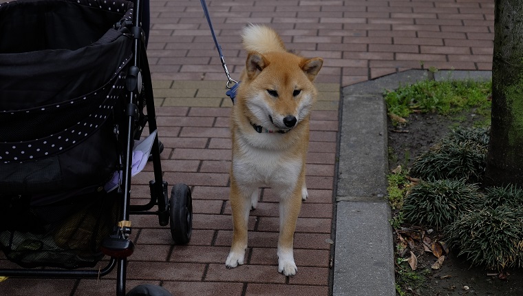 Shiba Inu