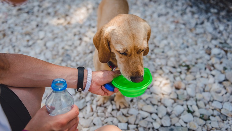 Collapsible Dog Bowls