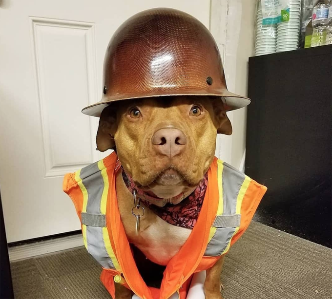 Take your dog to work day! 