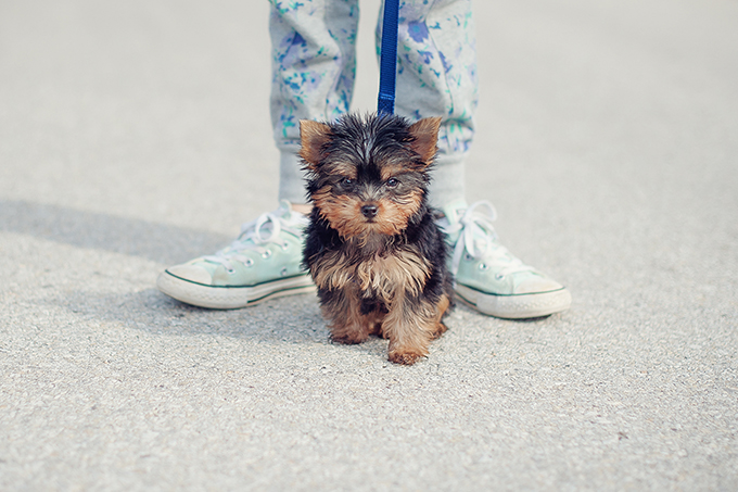 Teacup Yorkie Puppy