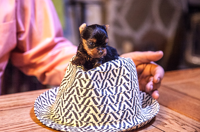 Teacup Yorkie Puppy