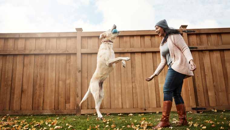 Fetch At Night