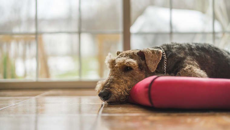 A Heating Pad