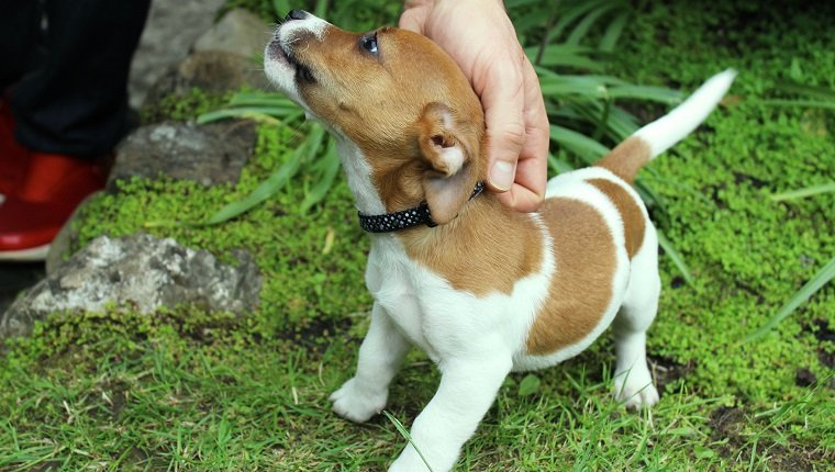 Store-Bought Flea Collars