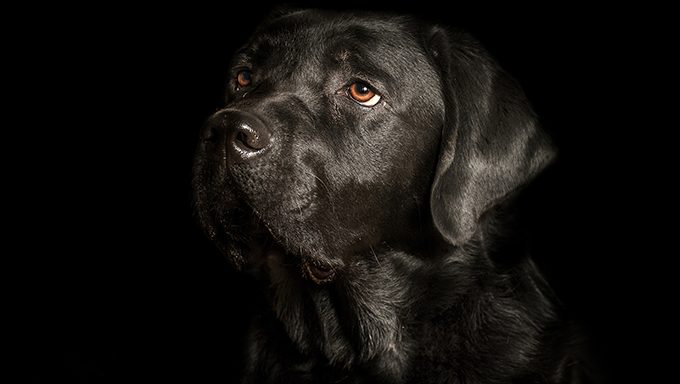 Take Stunning Adoption Portraits