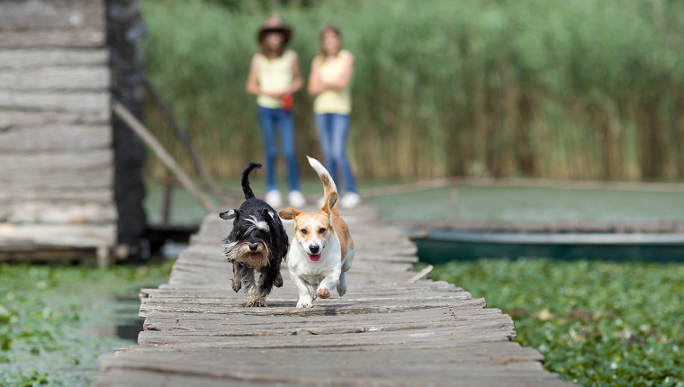 Meet Up With Friends & Neighbors Who Have Dogs